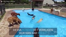 Dussintals hundar plaskar runt på ett poolparty