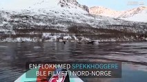En padler får nærkontakt med spekkhoggere i nærheten av Skjervøy i Troms.
