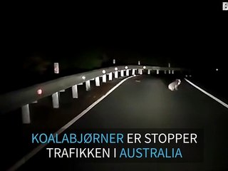 Koala stopper trafikken på en Australsk vei