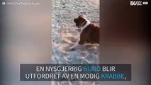 Et morsomt møte på en meksikansk strand mellom en nysgjerrig hund og en klartenkt krabbe