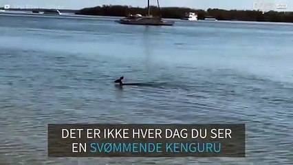 Frekk kenguru tar seg en svømmetur i Queensland