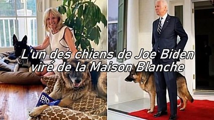 L'un des chiens de Joe Biden expulsé de la Maison Blanche