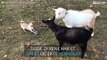 Det uvanlige vennskapet mellom to geiter og en chihuahua