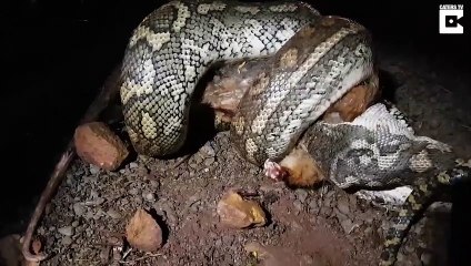 Python Devours Possum Whole