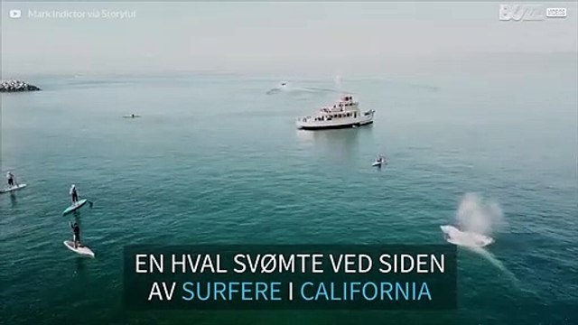 Vakker hval svømmer ved siden av surfere