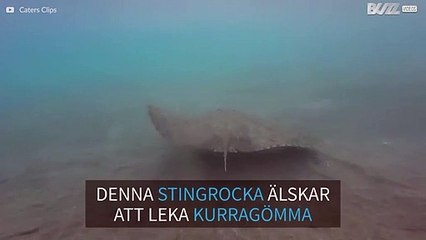 Den här stingrockan älskar att leka kurragömma