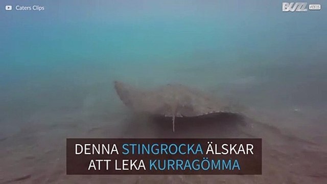 Den här stingrockan älskar att leka kurragömma