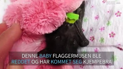 Baby flaggermus reddet i Australia