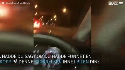 Gigantisk edderkopp invaderer bil og skremmer kvinne