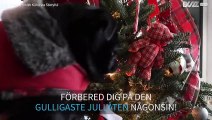 Bedårande hund sjunger jullåtar