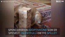 Hund viser frem sitt talent i Jenga