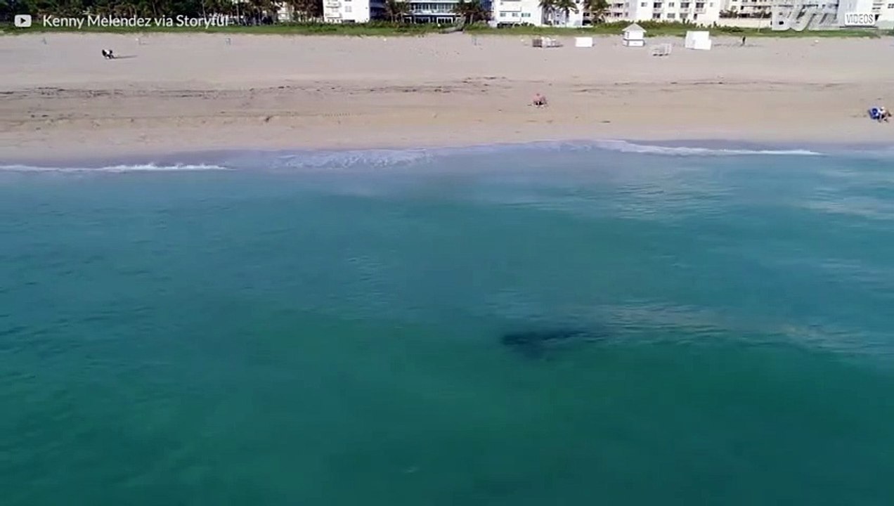 Drone viser tigerhai som kommer ekstremt nærme svømmere i Miami