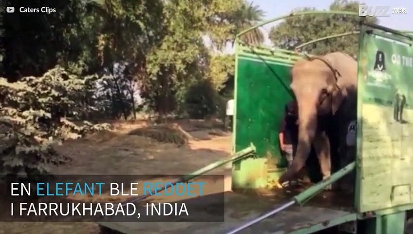Elefant reddet etter 40 år i fangenskap - video Dailymotion