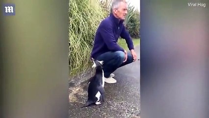 Adorable NZ penguin hops across road to greet man