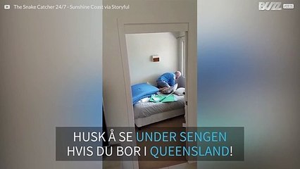 Et skremmende øyeblikk da en kvinne finner en stor øgle under sengen sin