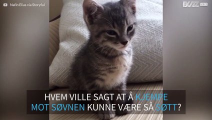 Søt katt kjemper for å holde seg våken
