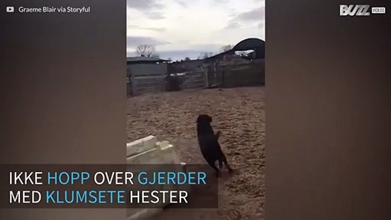 Hesten tryner voldsomt i forsøket på å hoppe over gjerdet