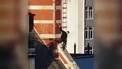 Free Runners used scaffolding to train for hobby as man dubbed Spider Man