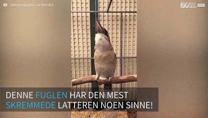 Denne fuglen har den mest skremmende latteren som finnes