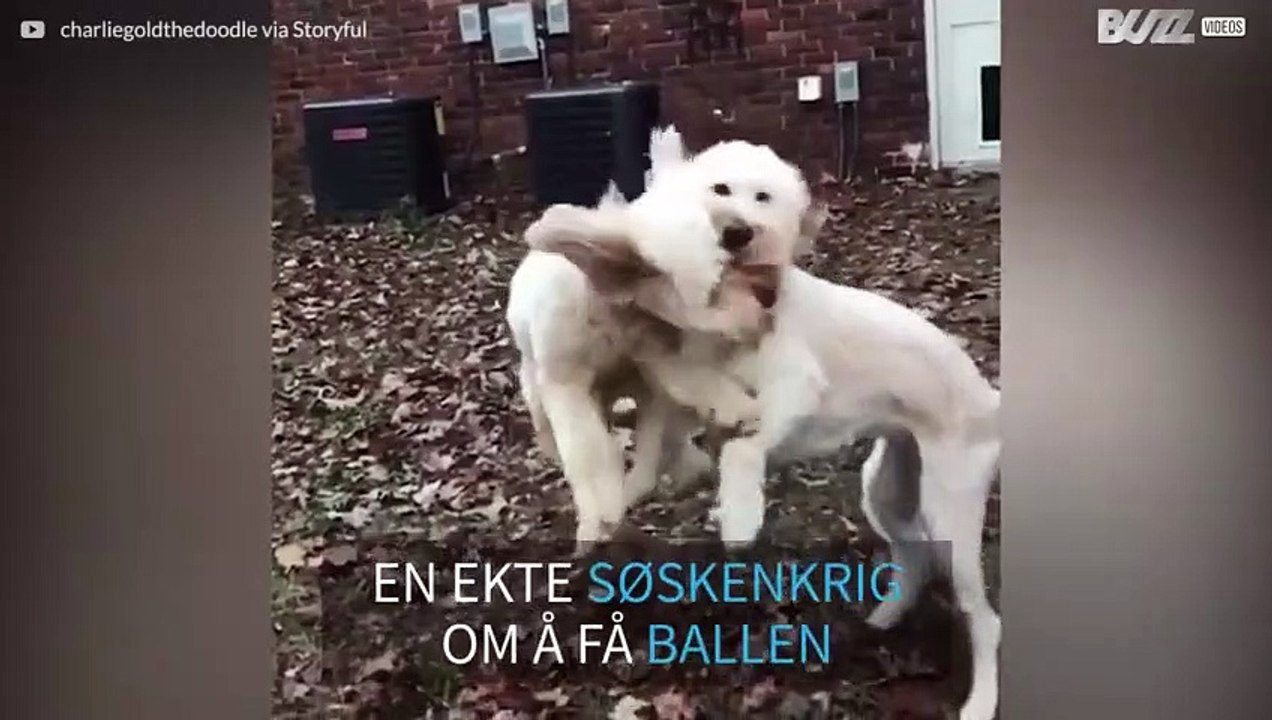 Hunder krasjer i luften mens de leker med ball