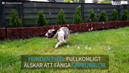 Vill du få fart på en bulldog? Blås såpbubblor!