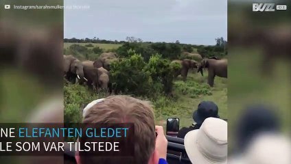 Babyelefant sklir ved siden av turister i Sør-Afrika