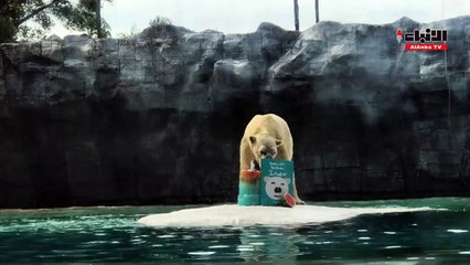 إينوكا احتفل بذكرى ميلاده الـ 27