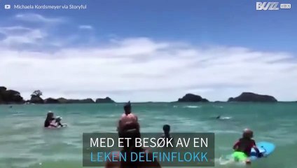 Delfinflokk besøker noen svømmere langs en strand i New Zealand
