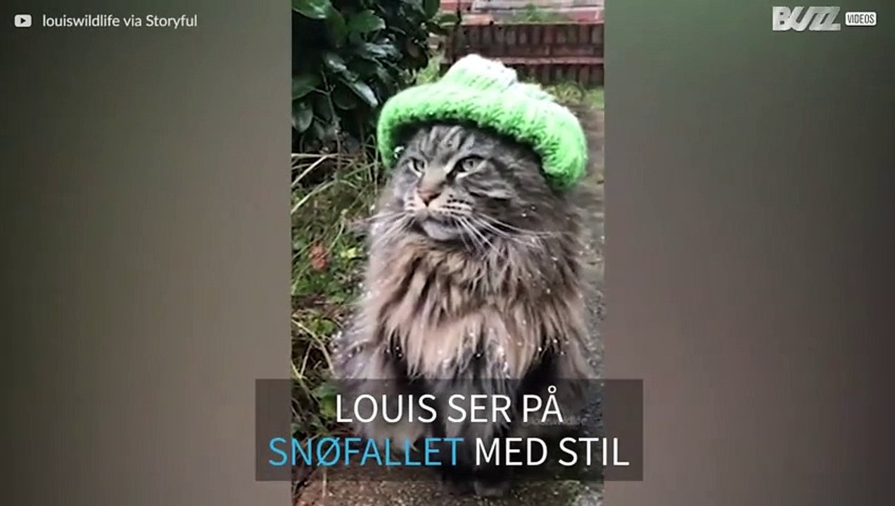 Vinterens stiligste katt