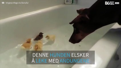 Uvanlig vennskap mellom en doberman og andunger