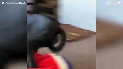 Hunden satset på sofaen men endte opp på gulvet