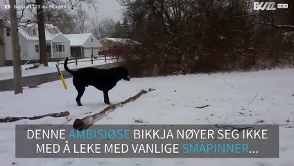 Denne labradoren kaster ikke vekk tiden på småpinner