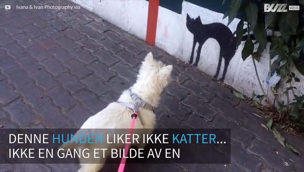 Hund blir redd for et bilde av en katt på veggen