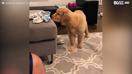 Denne golden retrieverern er besatt av et par sokker!