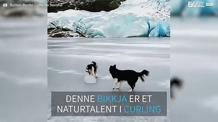 Denne bikkja er klar for OL-laget i curling