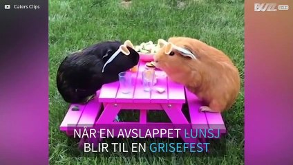 Marsvinenes piknik blir avbrutt av en ubuden gjest