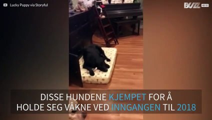 Dusinvis av hunder prøver å holde seg våkne på nyttårsaften