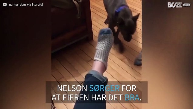 Hunden hjelper eieren med å ta av seg sokkene etter en lang dag på jobb