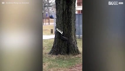 Ekorn liker å lese avisen under frokosten