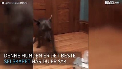 Denne hunden henter snytepapir til eieren sin!