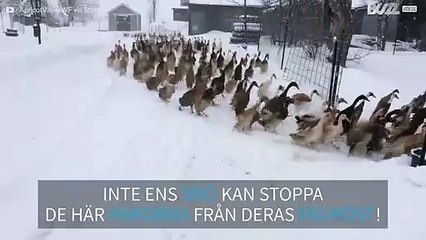 Inget kan hindra de här ankorna från deras frukost!