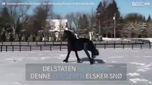 Hesten elsker å leke i nysnøen i New York