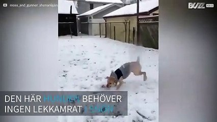 Den här hunden vägrar vara inomhus när det snöar!