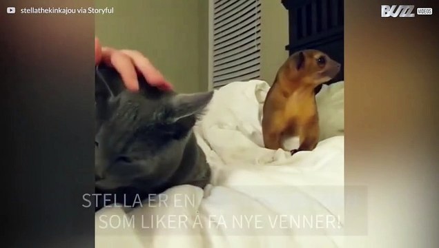 En liten viklebjørn prøver desperat å bli venner med en katt!