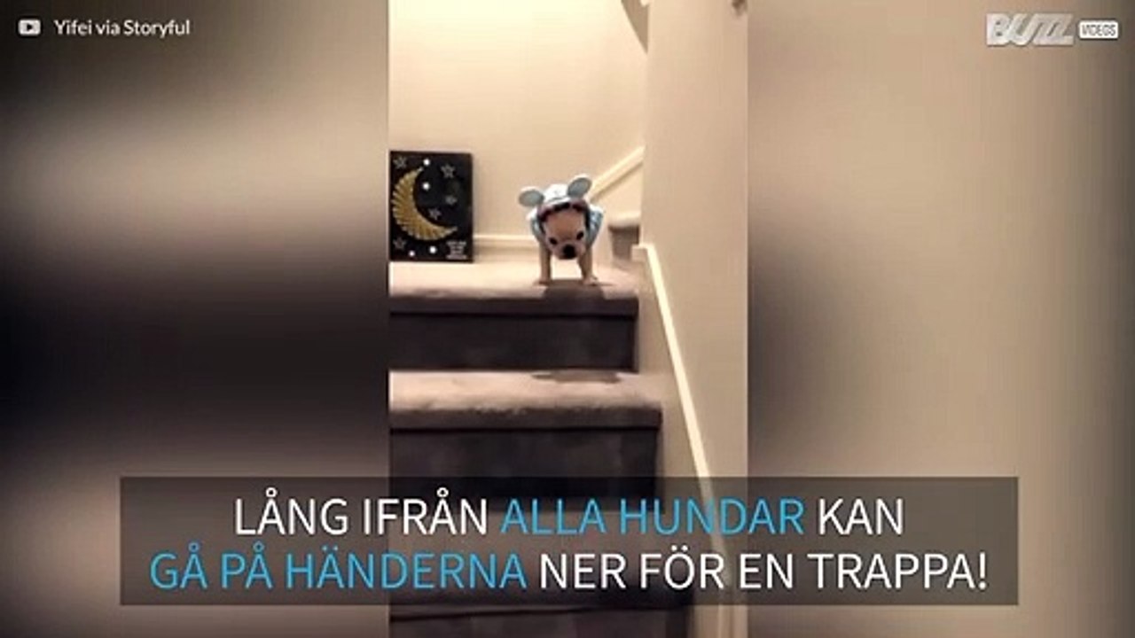 Fransk bulldogg står på händerna när han går ner för trappan