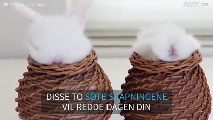 Kaninungene Mediterer i Kurven 🐰✨