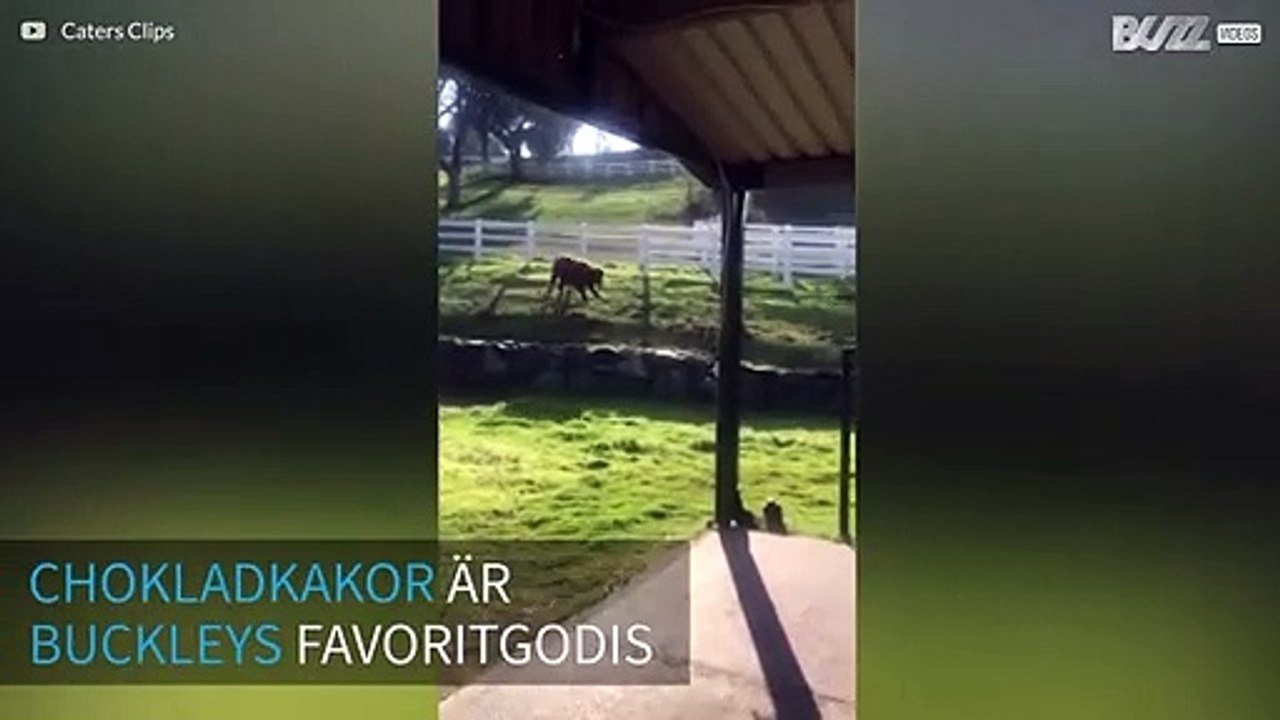 Urgullig kalv springer över fältet för att få en chokladkaka