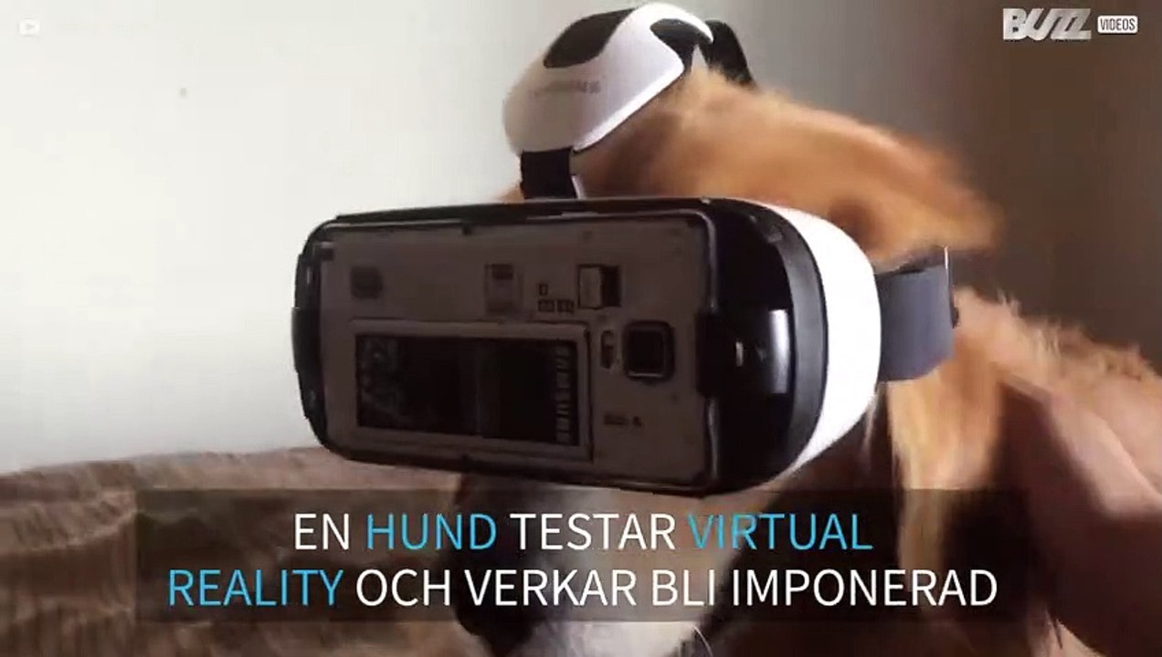 Hund experimenterar med virtual reality