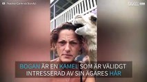 Den här kamelen älskar att tugga på sin ägares hår