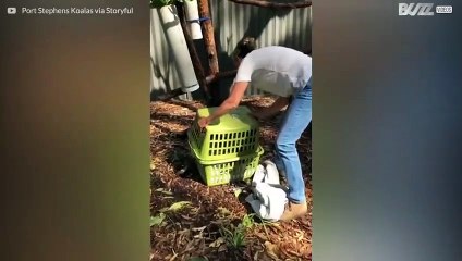 Reddet koala på bedringens vei i Australia!